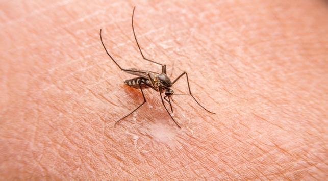 penyakit malaria, malaria penyakit malaria, malaria